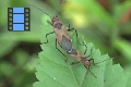 Scene 16_Bugs Mating on a Leaf